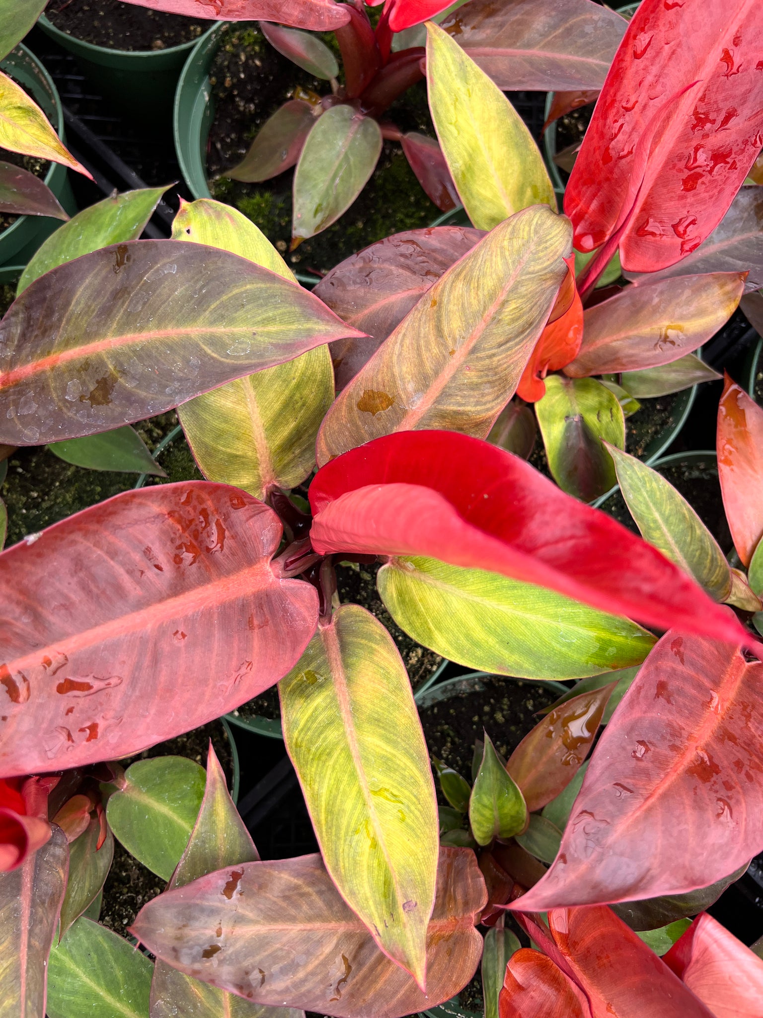red king philodendron Philodendron 'Sun Red' – In Succulent Love