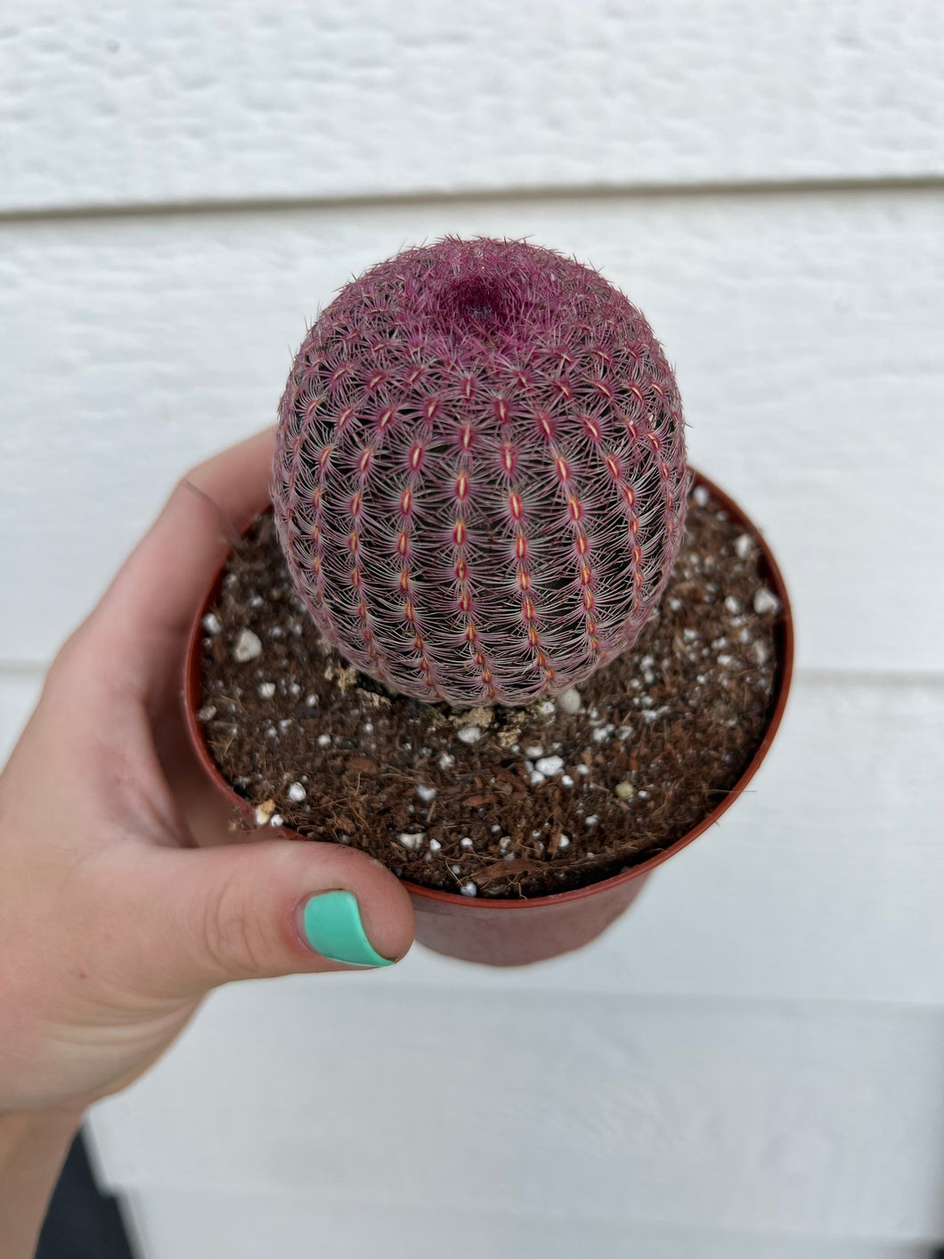 Rainbow Hedgehog Pink Cactus