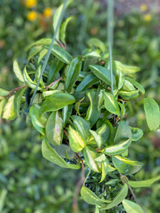 Hoya Carnosa Krimson Princess