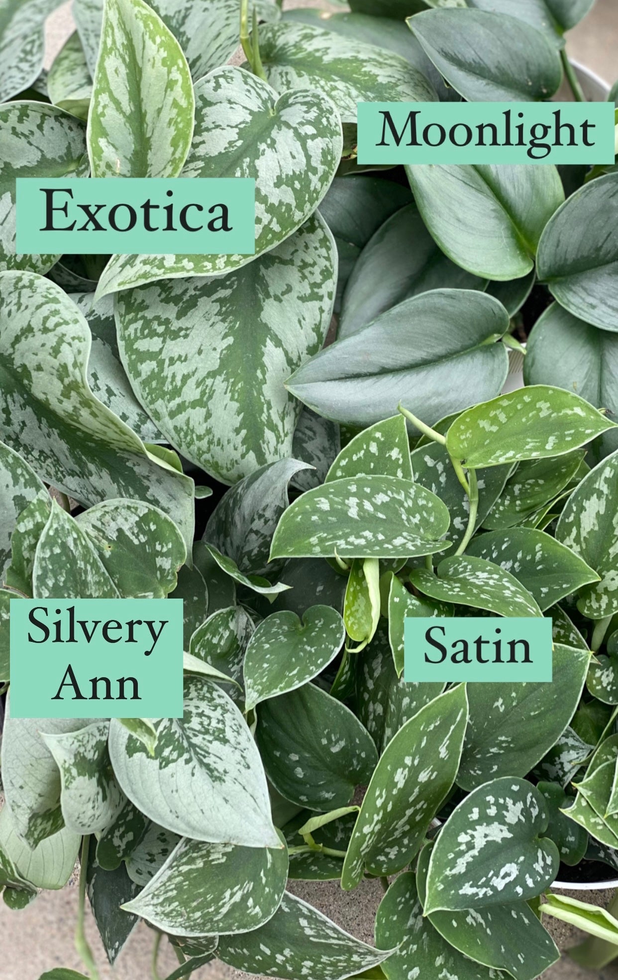 pothos silver ann Scindapsus Pictus Silvery Anne ( Pothos ) – In Succulent Love