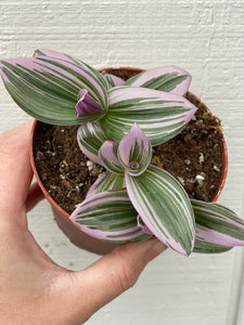 Tradescantia Nanouk Pink Wandering Jewel