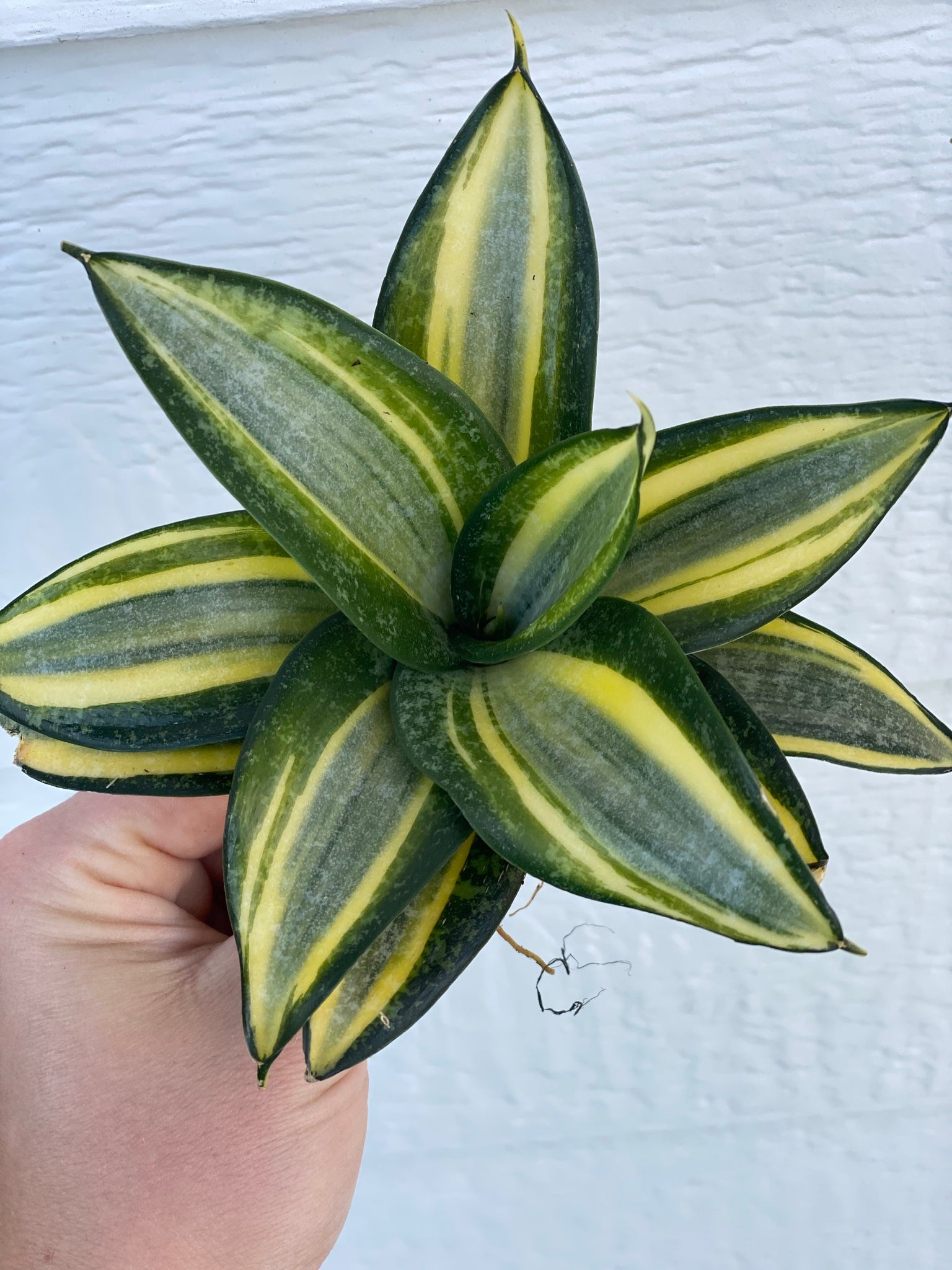 sansevieria hahnii solid gold Sansevieria Hahnii Gold Star – In Succulent Love