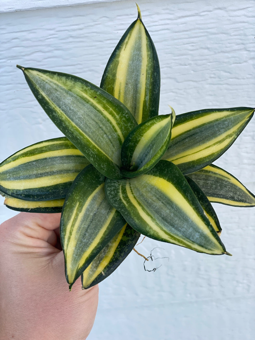 sansevieria golden hahnii for sale Sansevieria Hahnii Gold Star – In Succulent Love