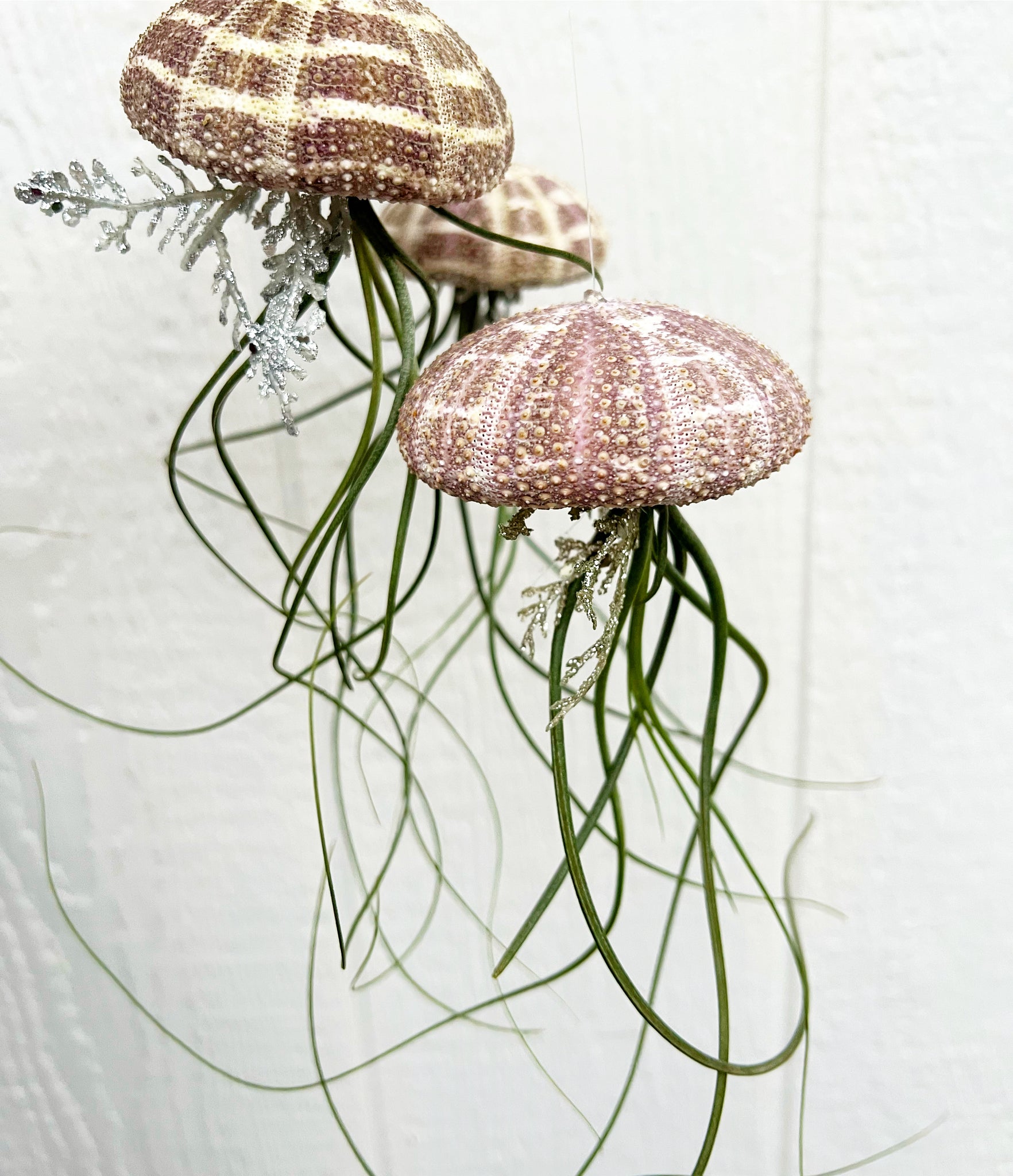 jellyfish succulent hanging planter Hanging Airplant Jellyfish – In Succulent Love