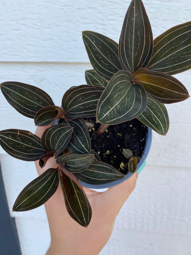 Ludisia Discolor -Black Jewel Orchid