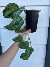 Scindapsus Pictus Silver Splash Pothos