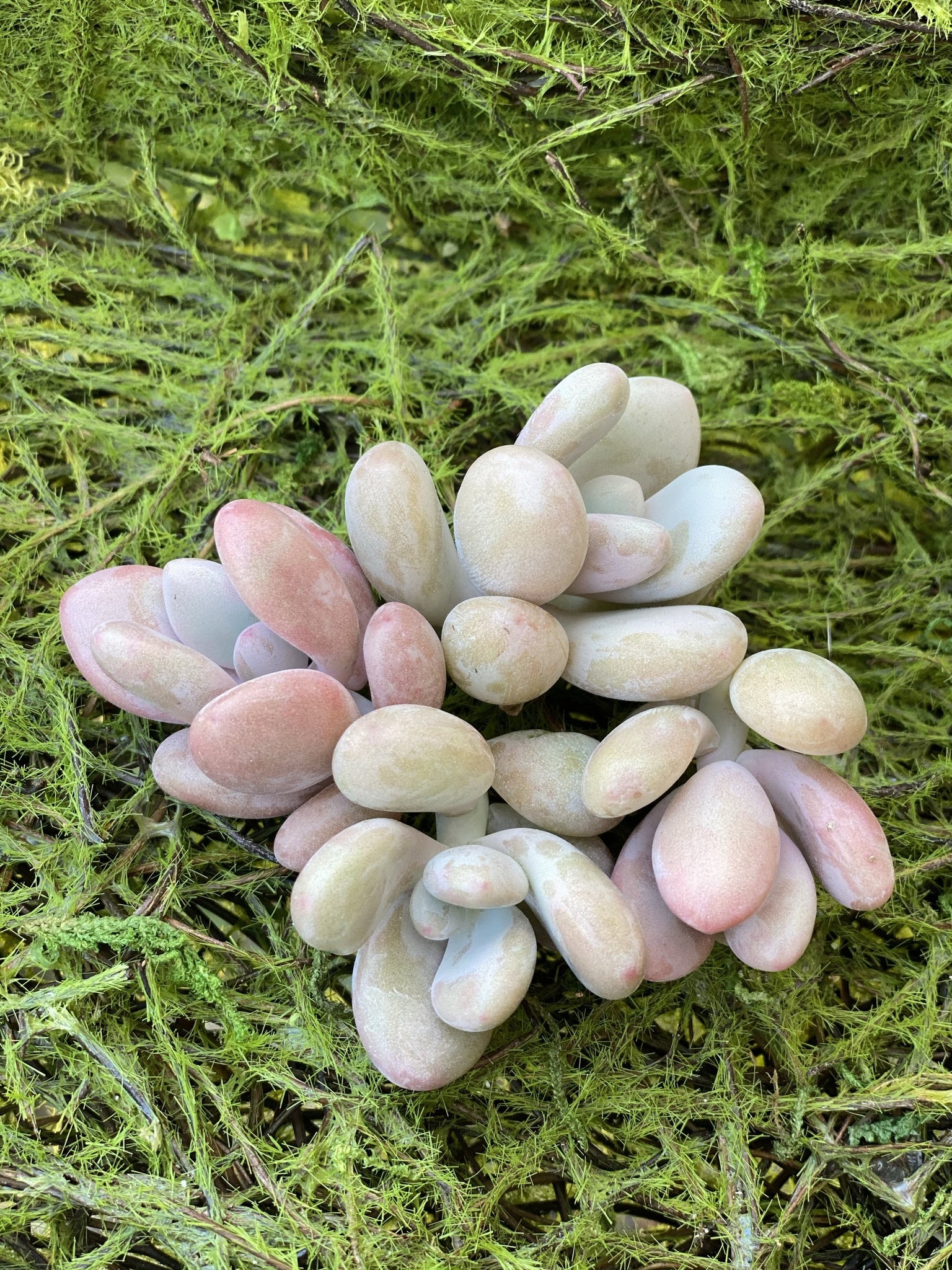 choco moonstone succulent scientific name Pink Moonstones