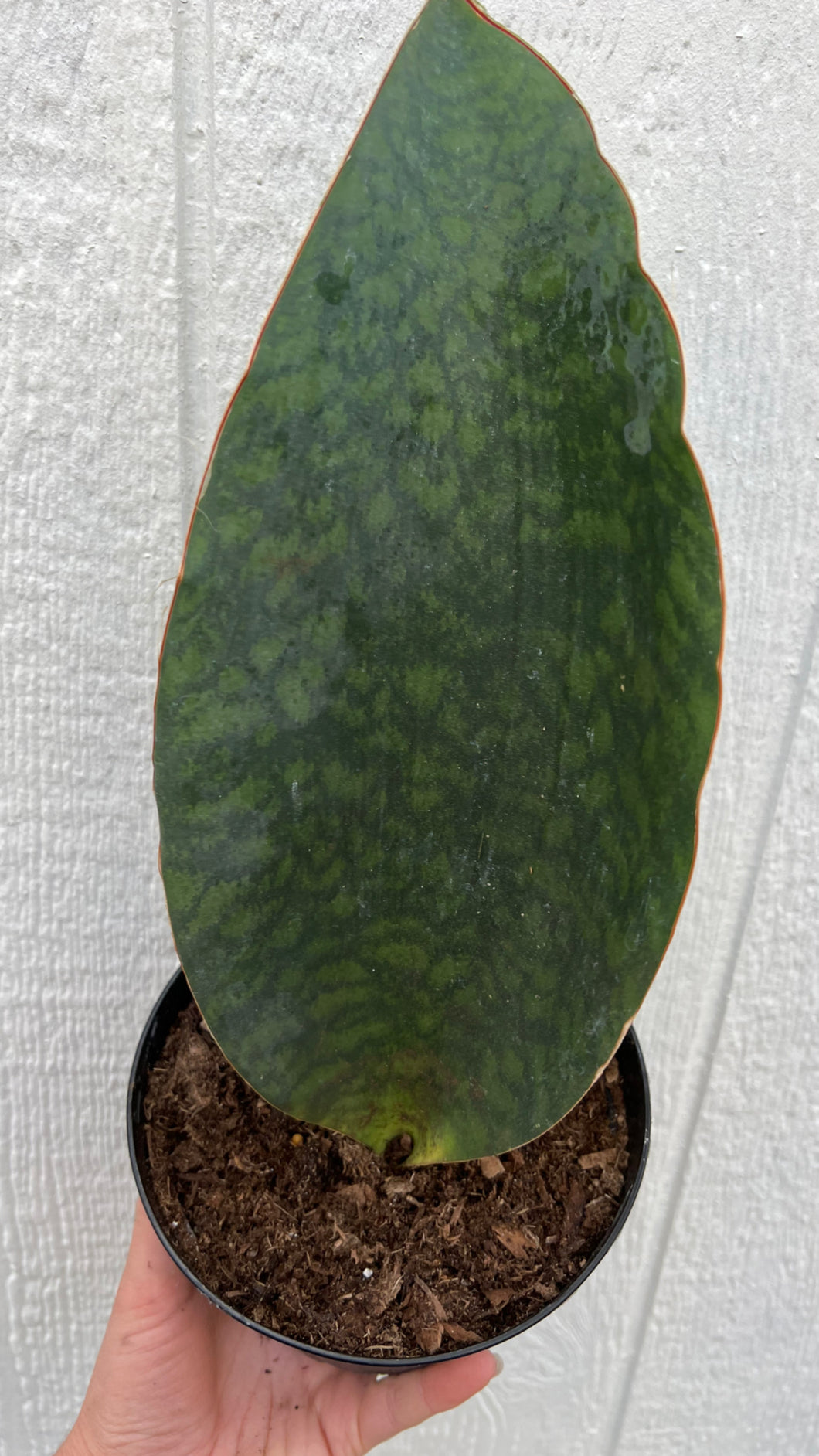 Sansevieria Masoniana ( Shark Fin / Whale Fin )