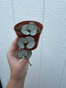 Silver Glory String of Hearts ( Ceropegia Woodii )