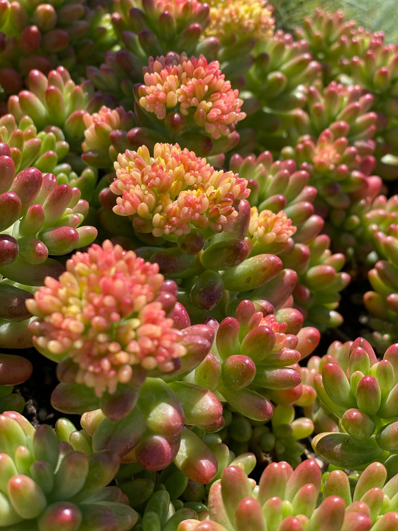 pink jelly bean succulent Sedum Pink Jelly Beans (15 cuttings) – In Succulent Love