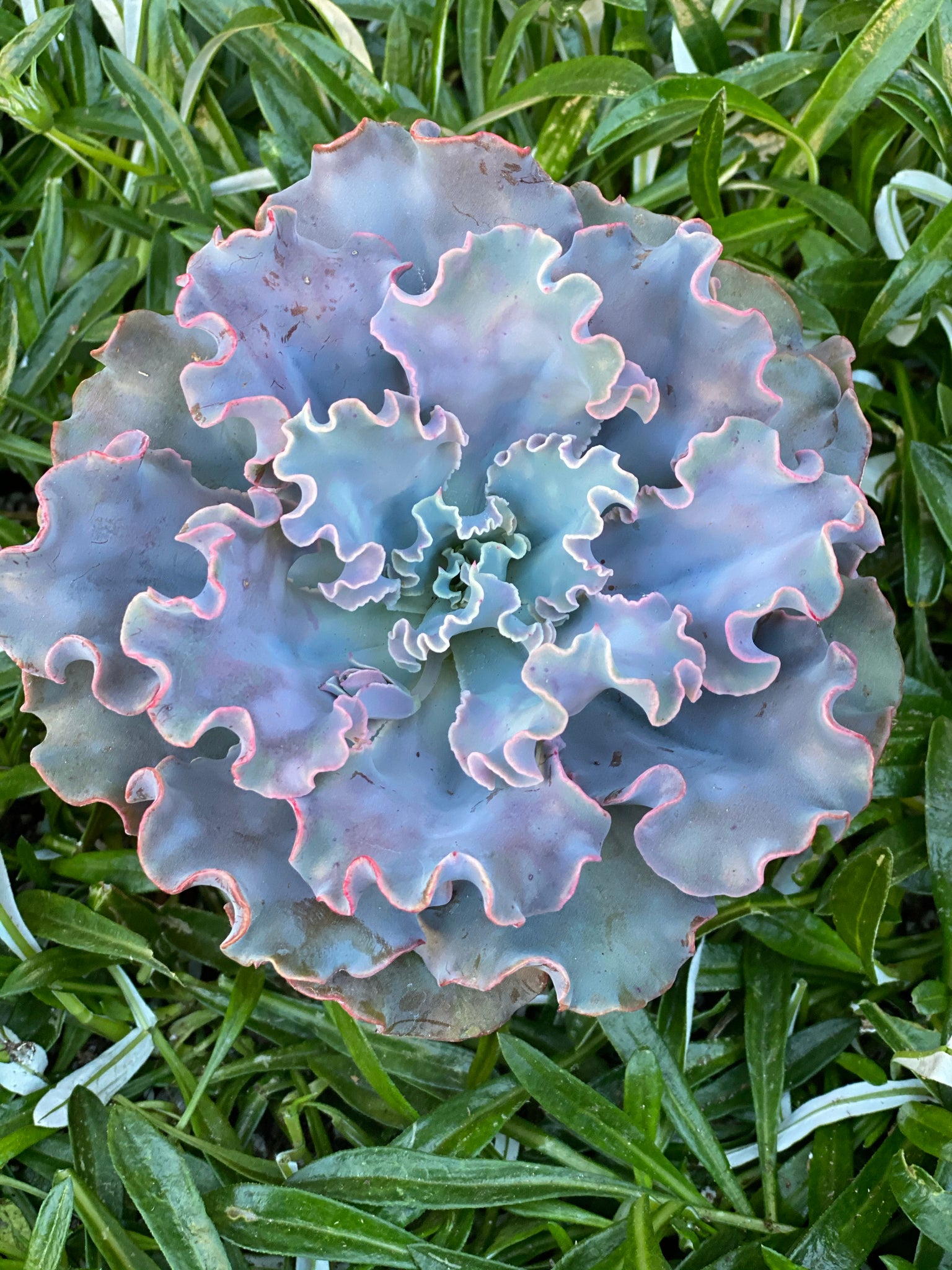 blue frills succulent Echeveria Iridescent Ruffle Hybrid – In Succulent Love
