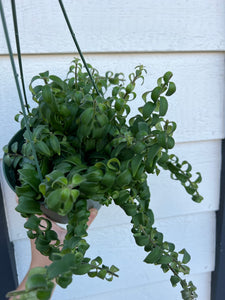 Curly Lipstick Plant