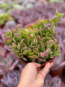 trailing jade succulent Senecio Jacobsenii (Trailing Jade) – In Succulent Love