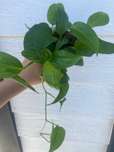 Monstera Adansonii sp. Laniata