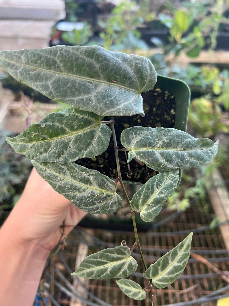 Cissus Amazonica – In Succulent Love