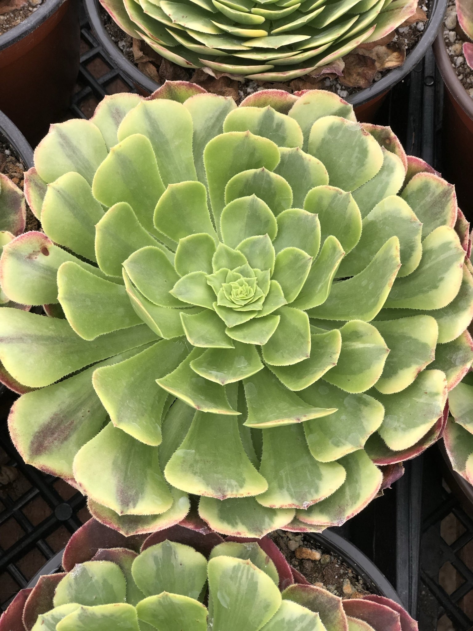 fiesta succulent Aeonium Fiesta – In Succulent Love