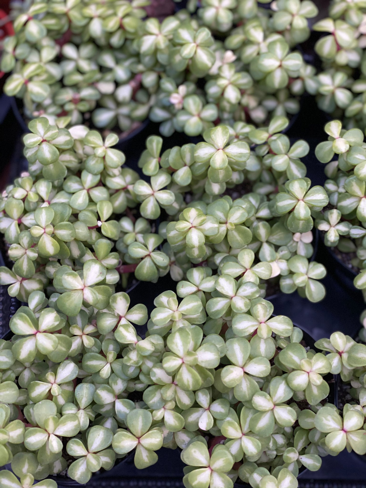 medio picta portulacaria afra Portulacaria Afra. Medio-Picta (Rainbow Elephant Bush / Kaleidoscope) – In Succulent Love