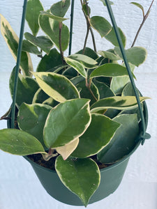 Hoya Carnosa Variegated ‘Krimson Queen’ / ‘Tri Color’