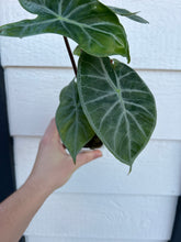 Alocasia Ebony