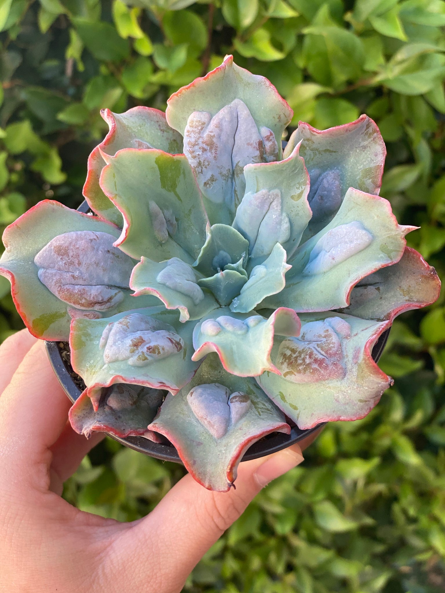 echeveria culibra succulent Echeveria Culebra