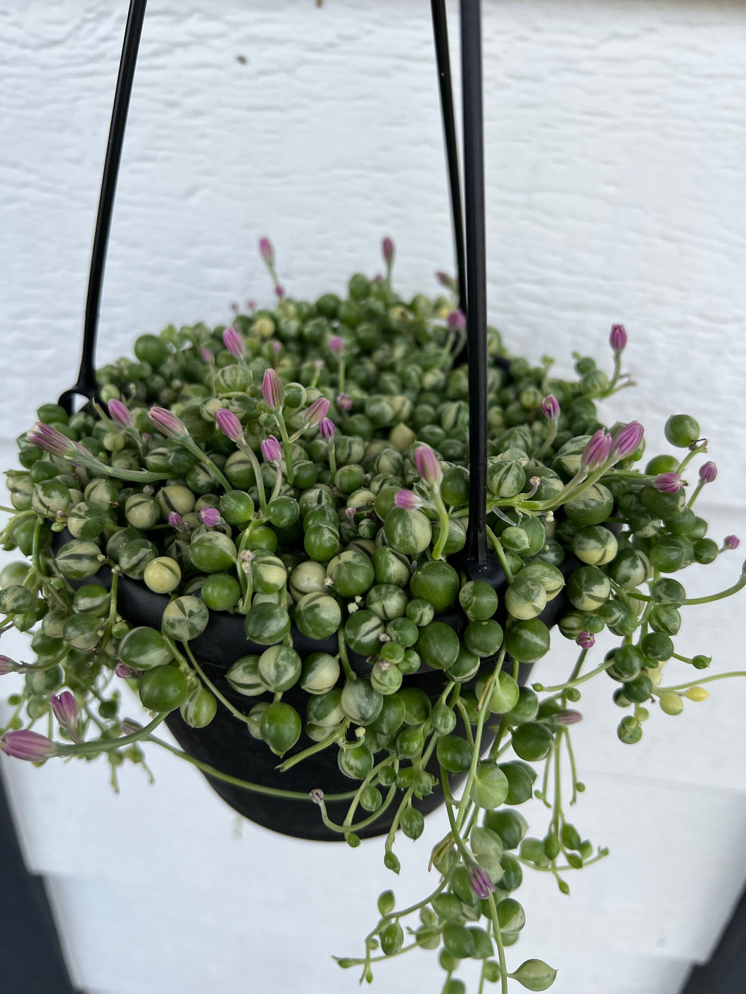 Variegated Senecio String of Pearls