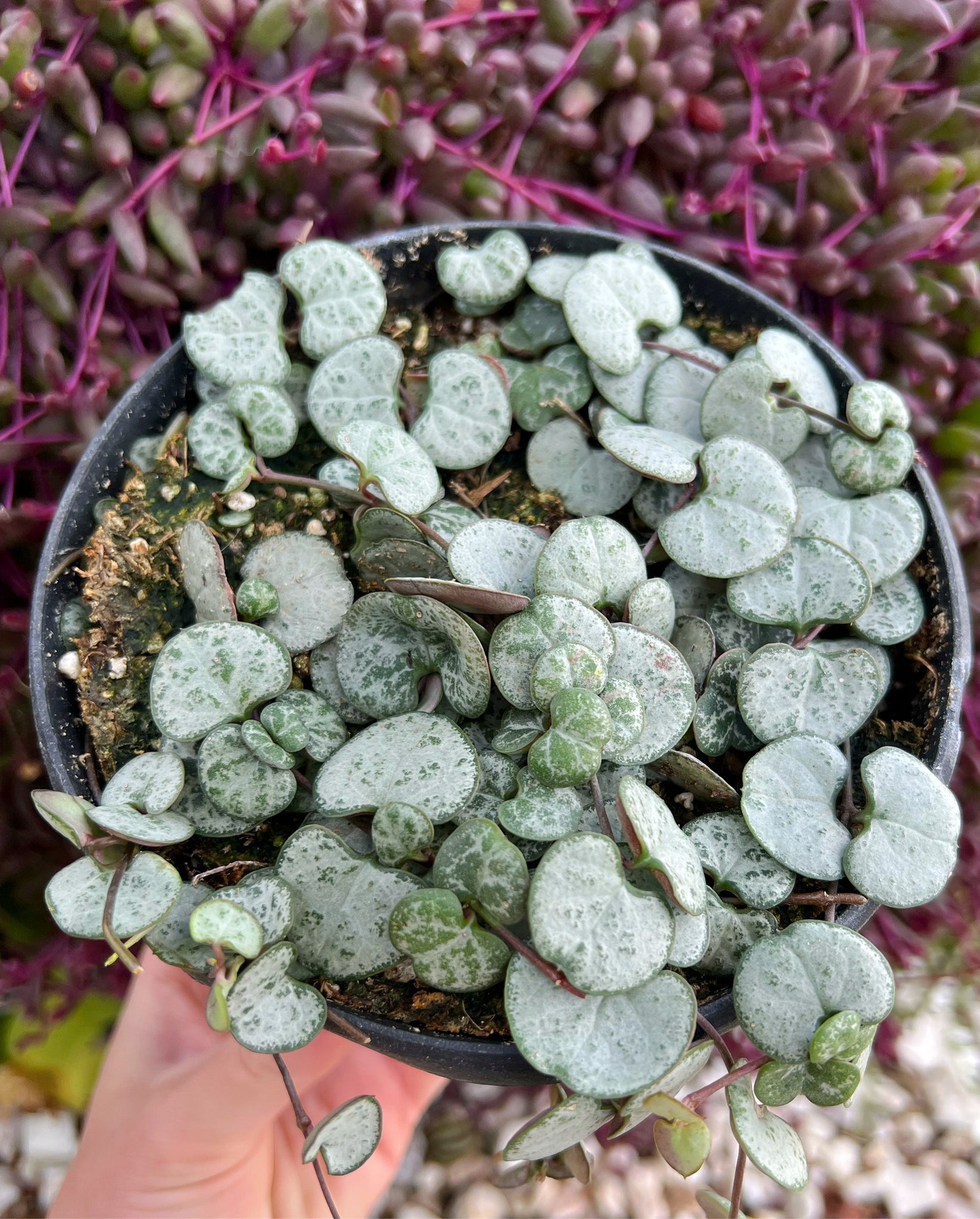 ceropegia woodii succulent Silver Glory String of Hearts ( Ceropegia Woodii ) – In Succulent Love