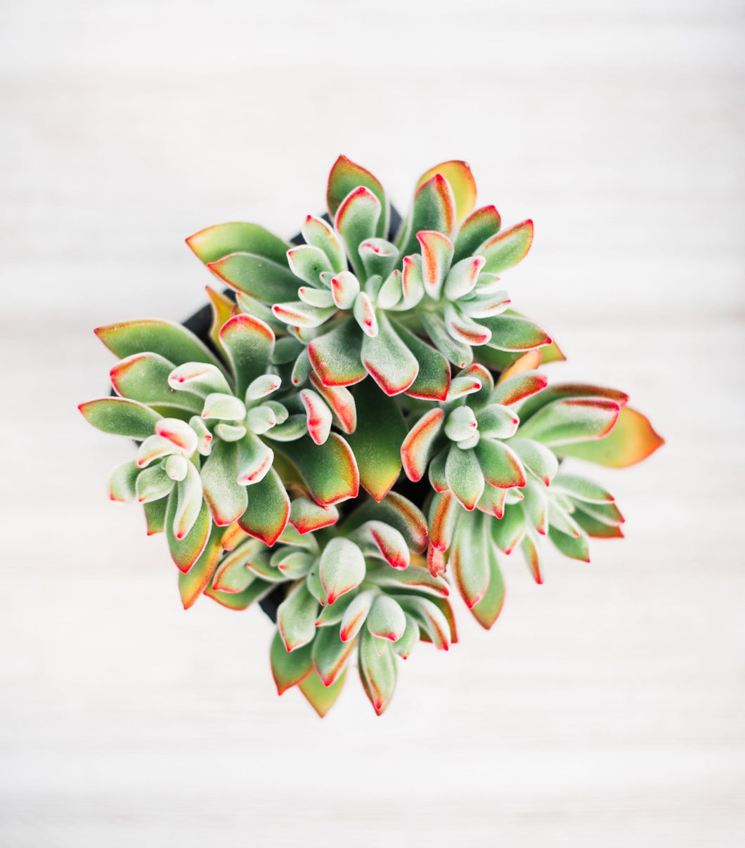 Echeveria Pulv Oliver