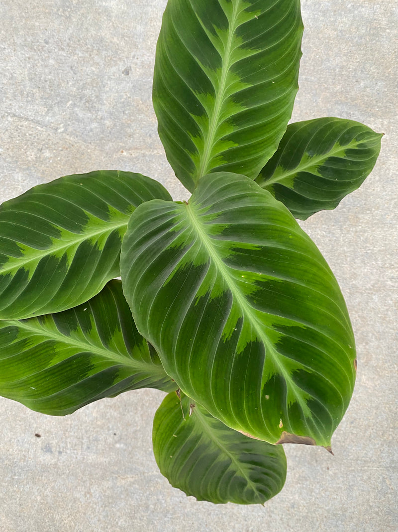 Calathea Warscewiczii ( Jungle Velvet ) – In Succulent Love