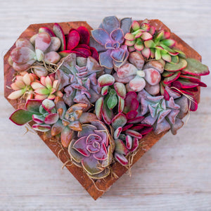 Stylish Succulent Designs & Other Botanical Crafts DIY Book