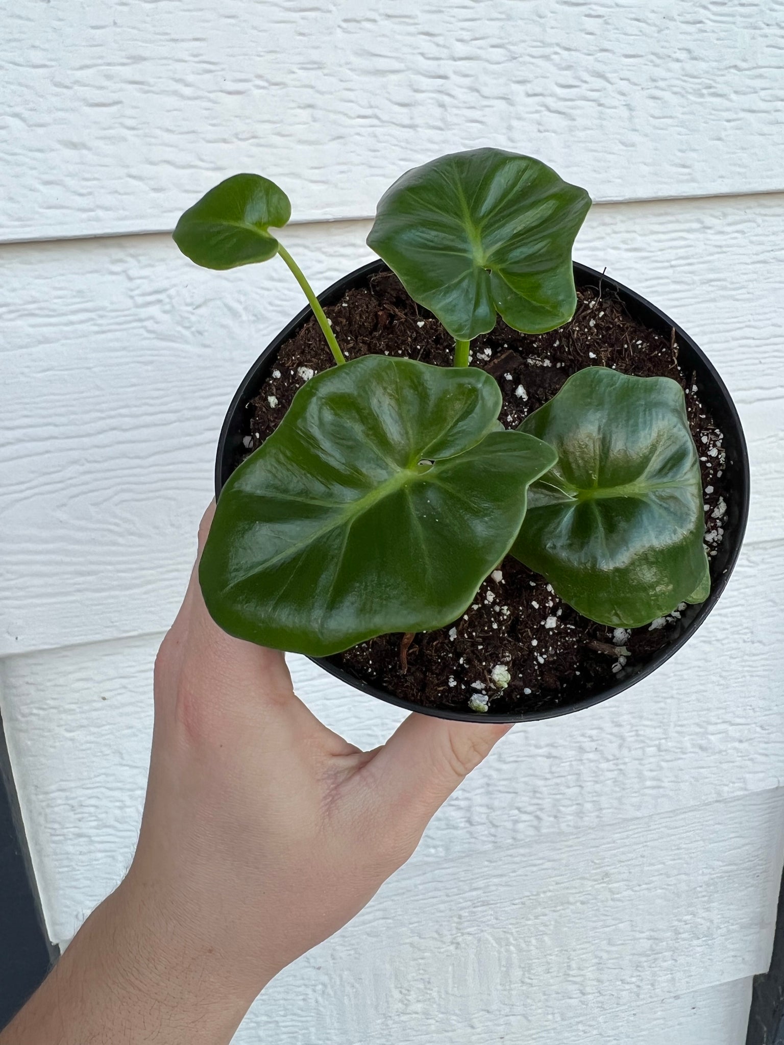 atom philodendron Philodendron Atom