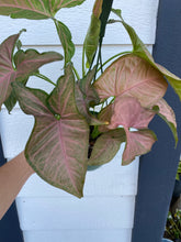 Syngonium Pink Margarita
