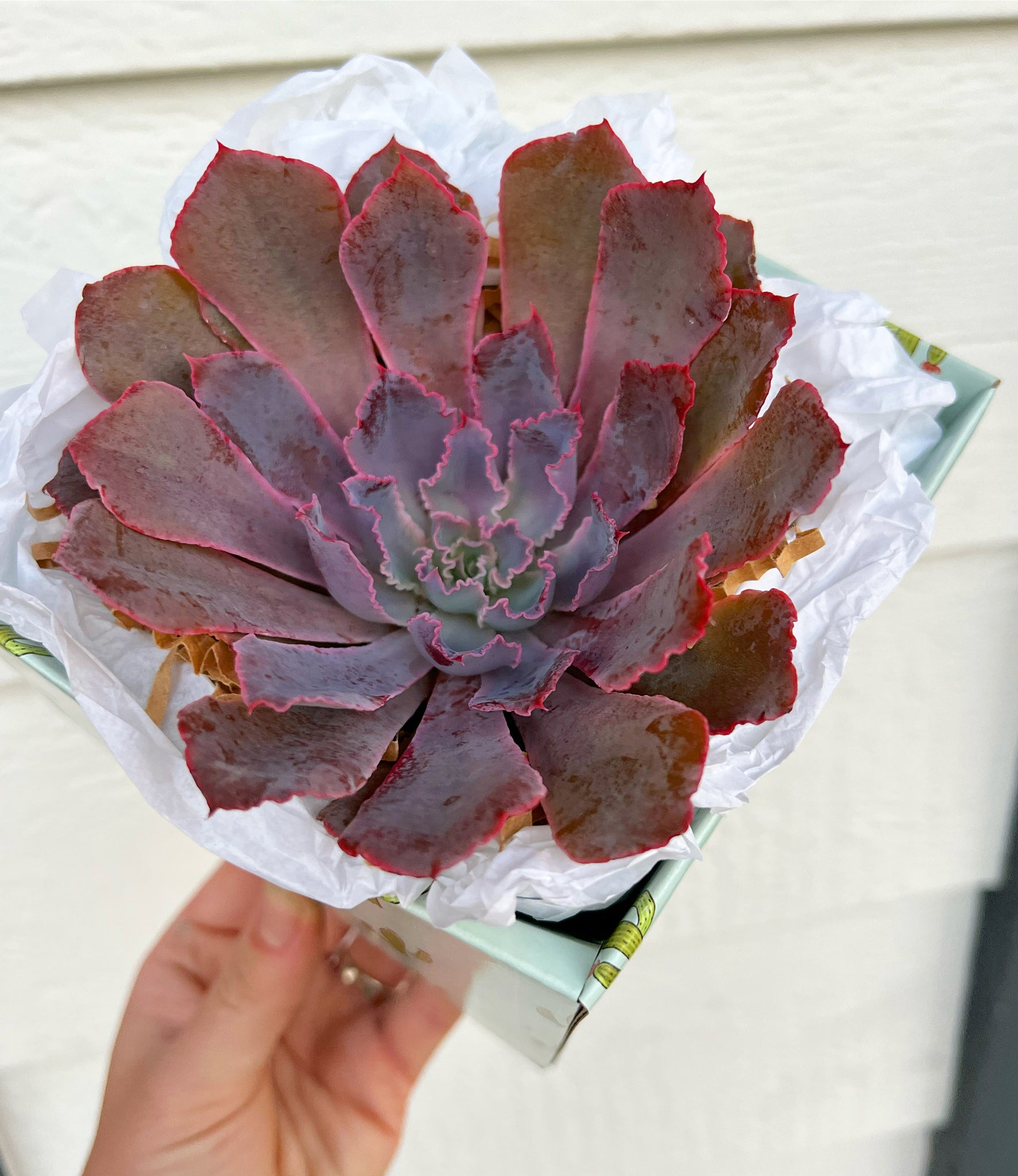 single succulent Single Succulent GiftBox (4in) – In Succulent Love