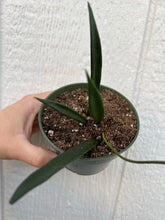 Hoya Shepherdii