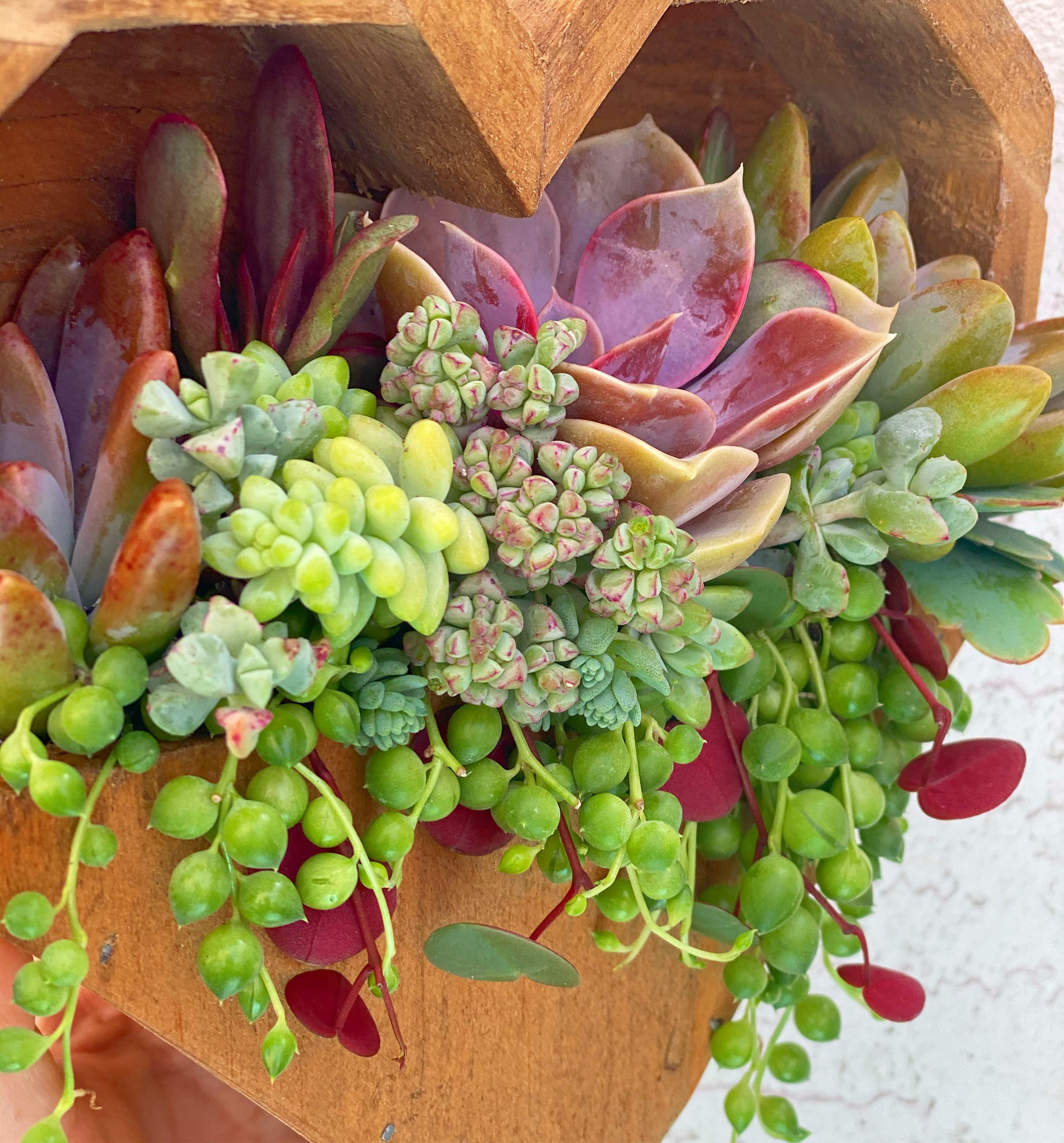 succulent hanging box Hanging Heart Planter DIY Kit – In Succulent Love