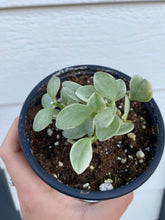 Dischidia Oiantha Variegated ( Silver Falls )