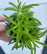 Peperomia Green Bean