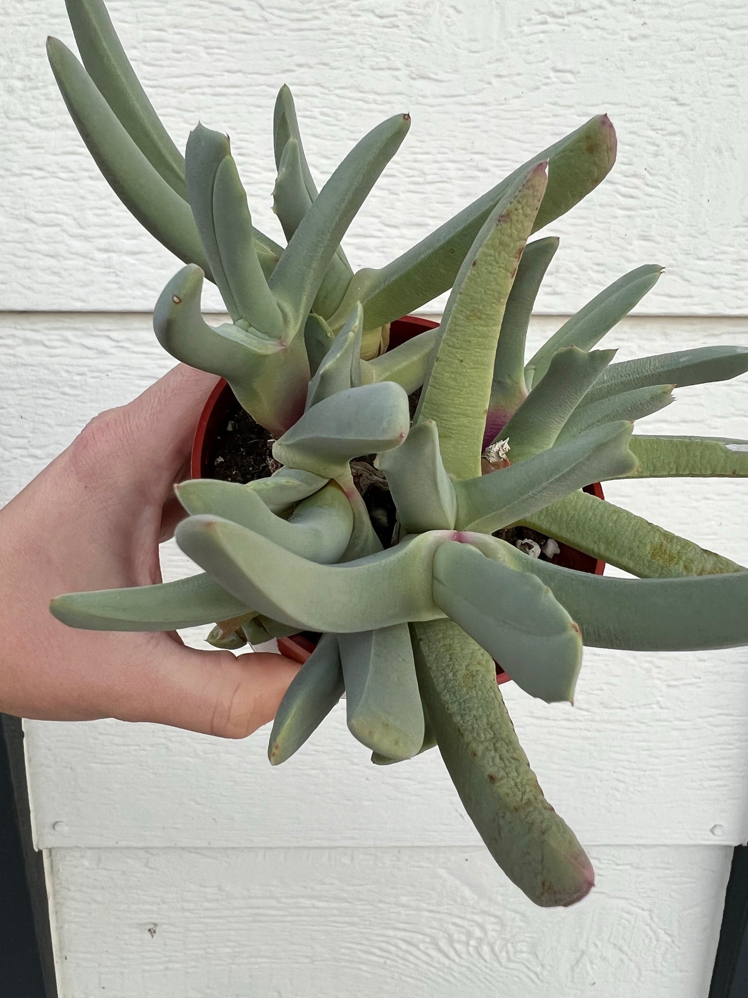 lobster claw succulent care Lobster Claw Plant (Cheiridopsis Candidissima) – In Succulent Love