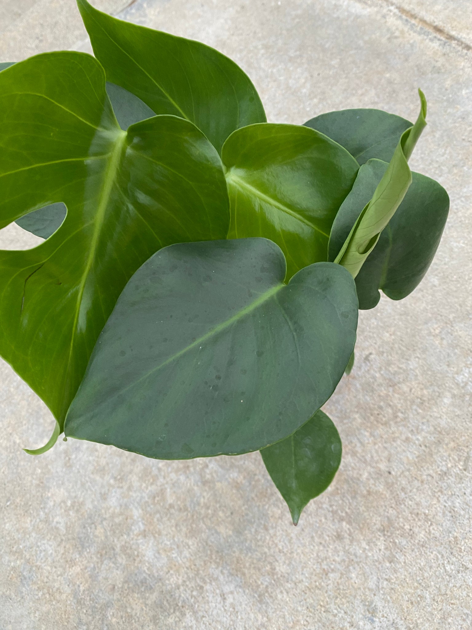 split leaf monstera plant care Monstera Deliciosa Split Leaf – In Succulent Love