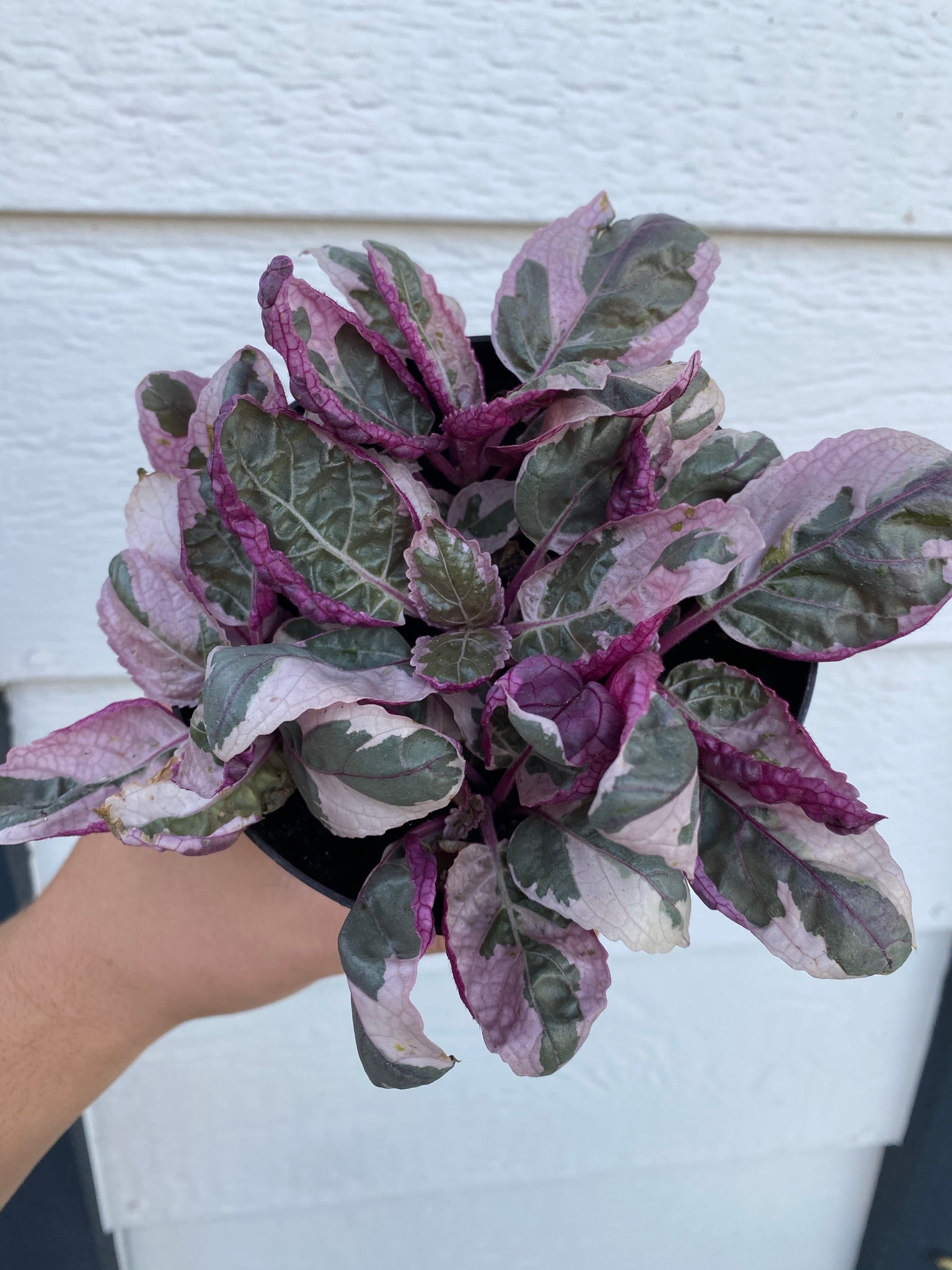 snow white waffle plant indoor care Pink Snow White Waffle Plant