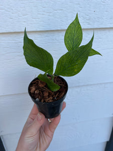 fishtail succulent Hoya Polyneura (Hoya Fishtail) – In Succulent Love