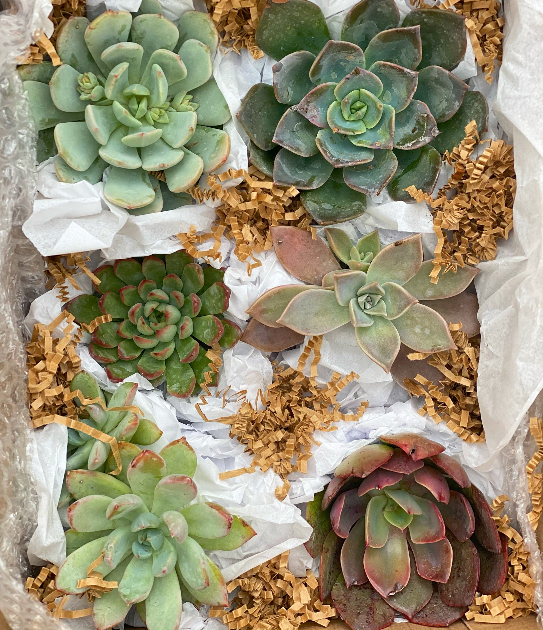 medium for succulents Medium Succulent Gift Box – In Succulent Love