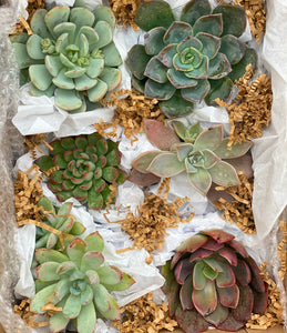 Medium Succulent Gift Box