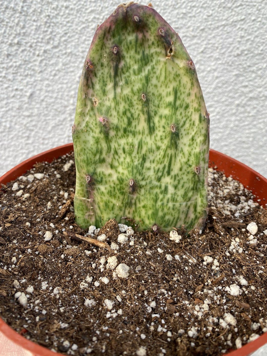 variegated prickly pear cactus Variegated Opuntia Cactus (Variegated Prickly Pear) – In Succulent Love