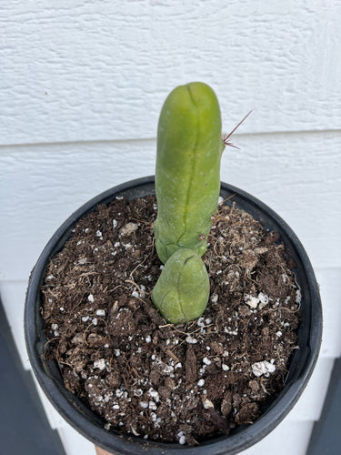 Penis Cactus (Trichocereus Bridgesii Monstrose)