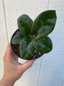 Zenzi Dwarf ZZ Plant