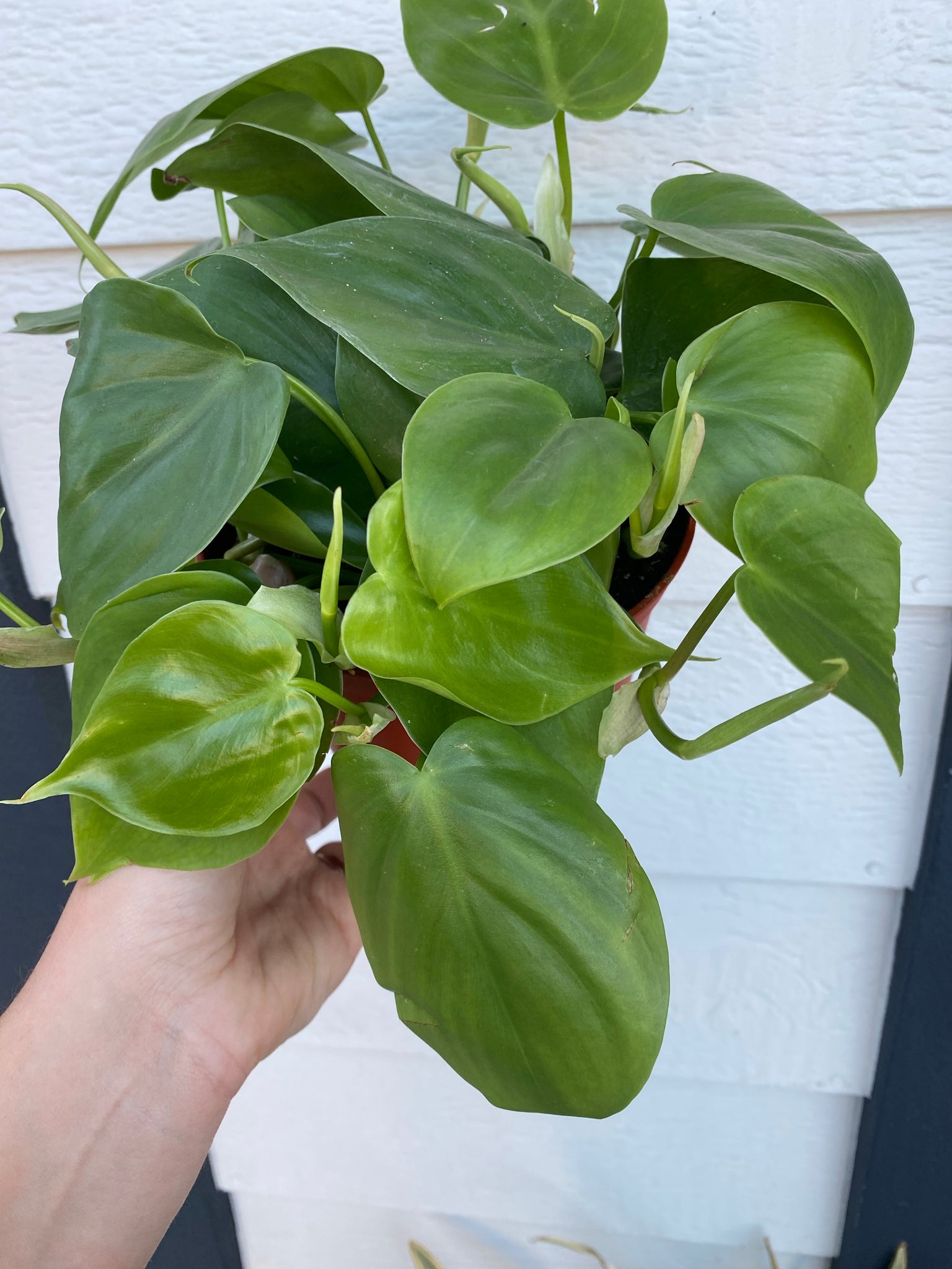 bright green philodendron Philodendron Cordatum (Green Heart Leaf) – In Succulent Love