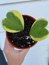 Hoya Kerrii Variegated Hoya Heart ('SweetHeart')