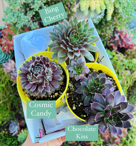 Sempervivum Chick Charms Collection GiftBox