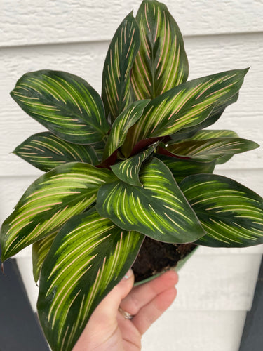 Calathea Beauty Star