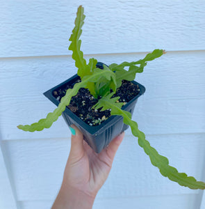 zigzag succulent Epiphyllum Anguliger (Ric Rac /Fishbone Cactus ) – In Succulent Love